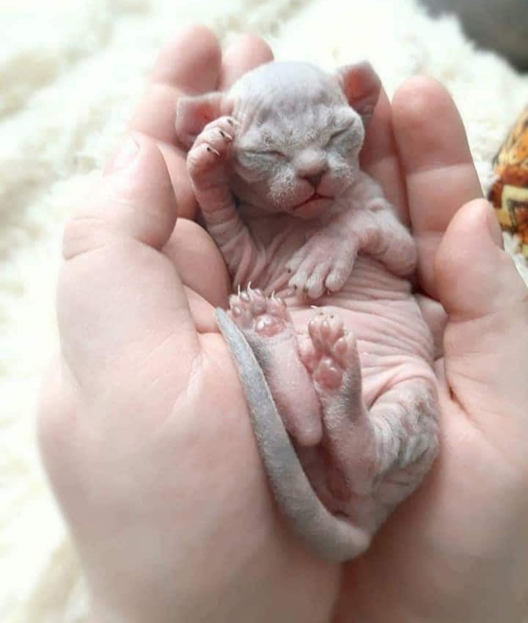 Сморщенное чудо