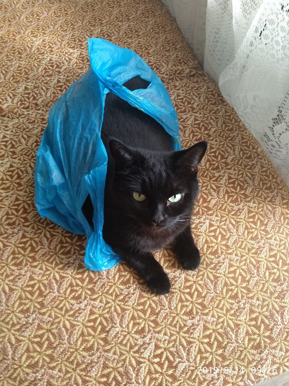 Чёрная кошечка в пакете