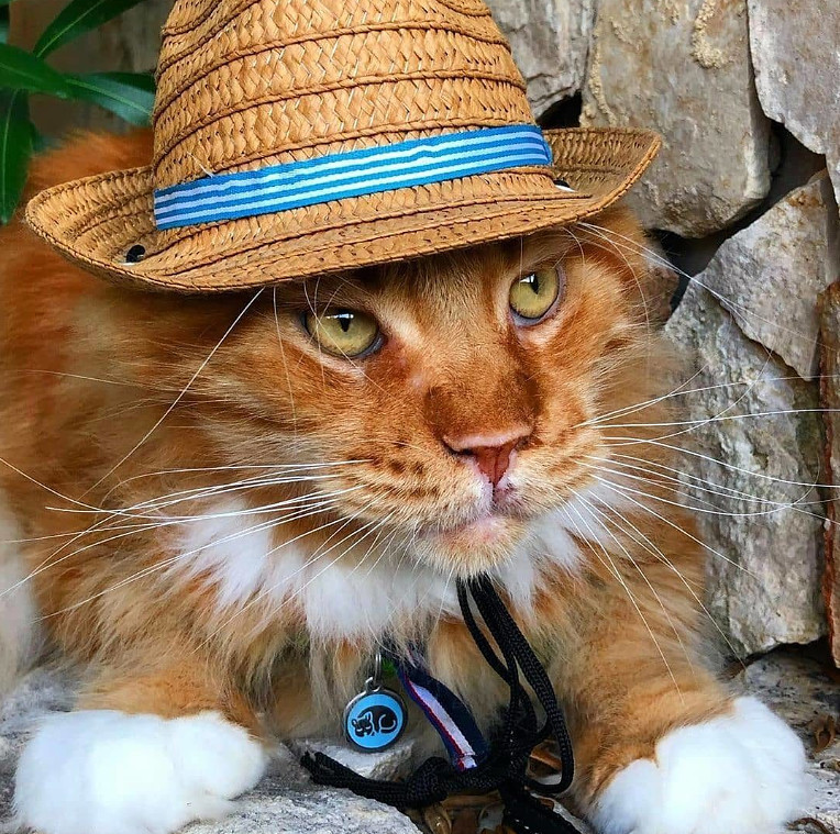 Брутальный рыжий котяра