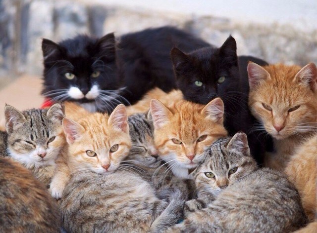 Многочисленное семейство