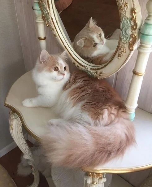 Пушистая красотка с зеркалом