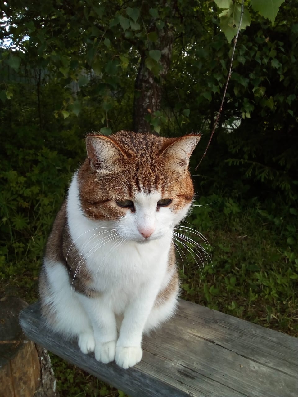 Задумчивый котик