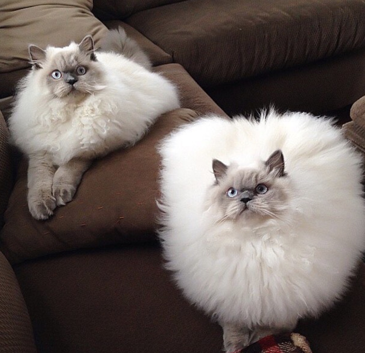 Пушистые шарики