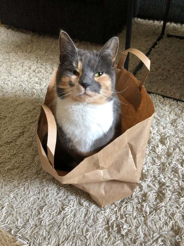 Трёхцветная кошечка в пакете