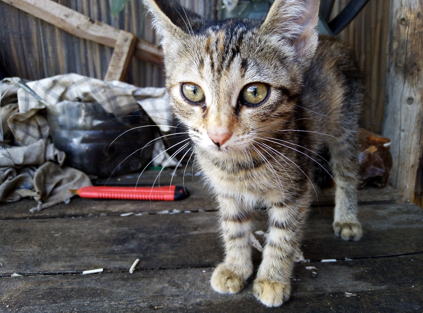 Котёнок в сарае