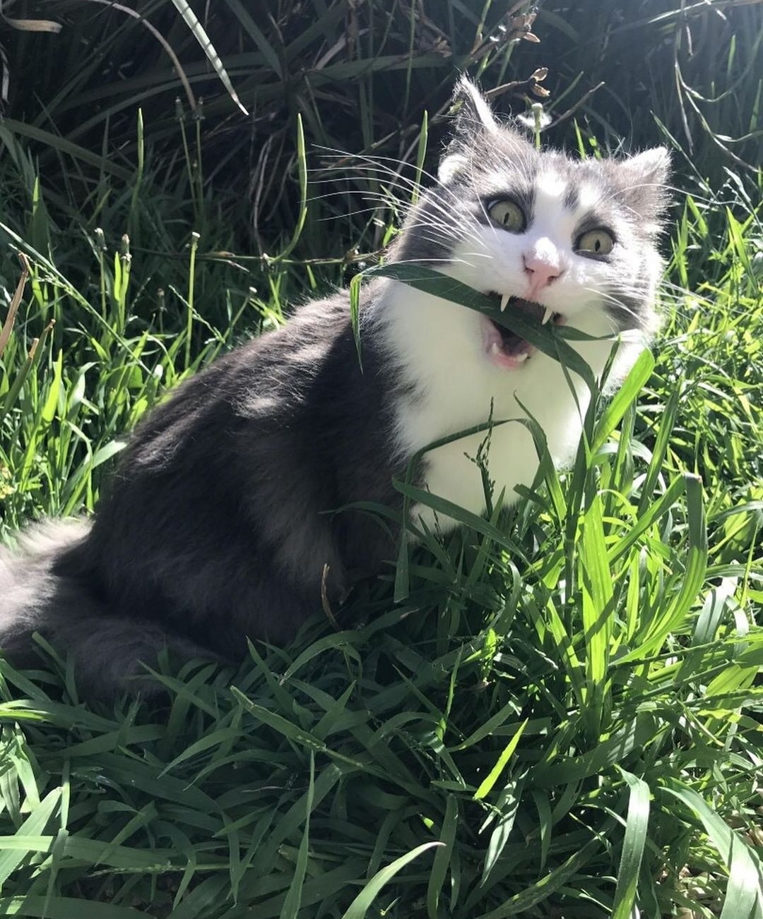 Кошечка ест травку