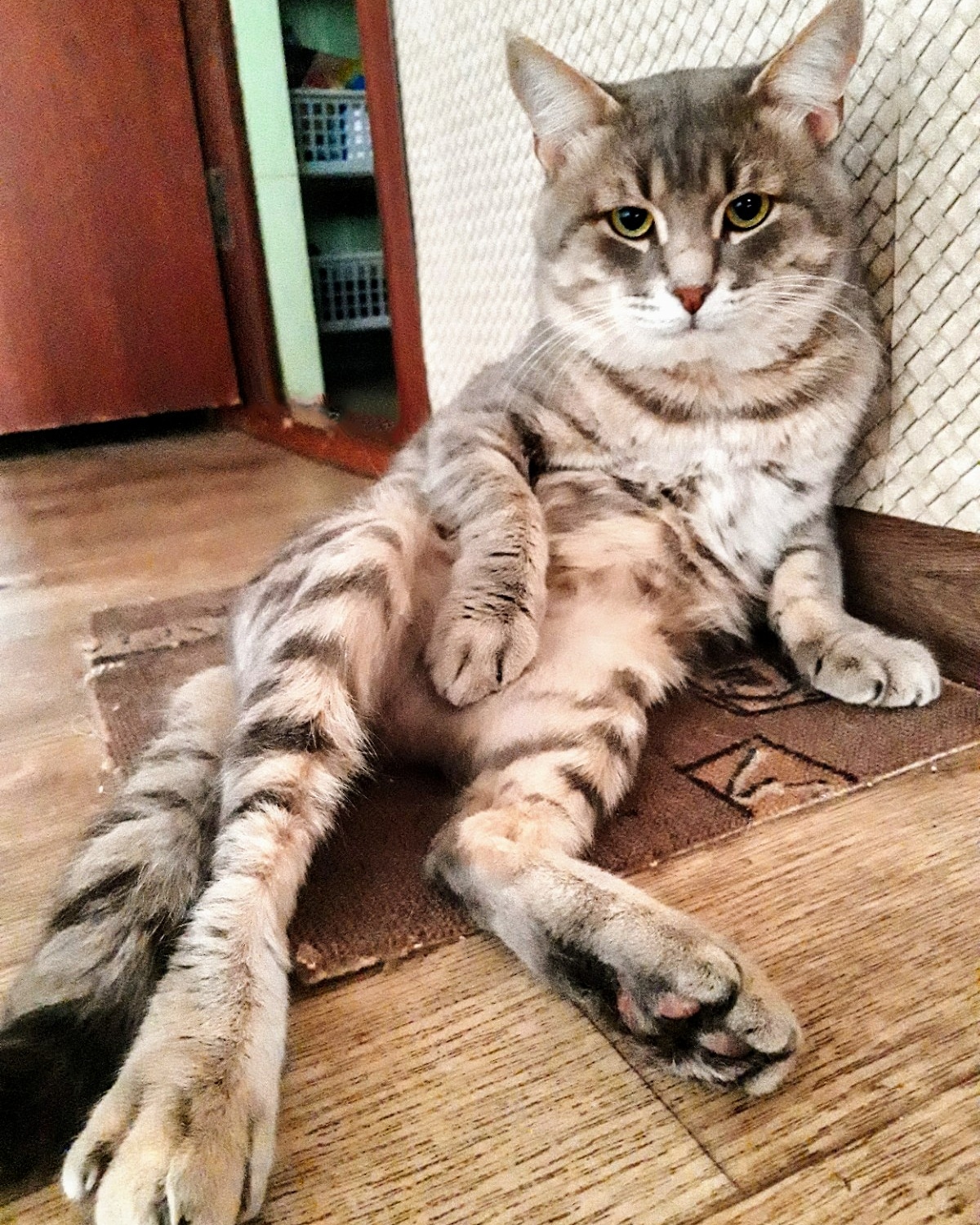 Грустный котик на полу