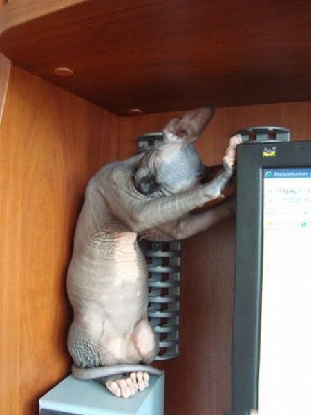 Кошечка греется на системнике