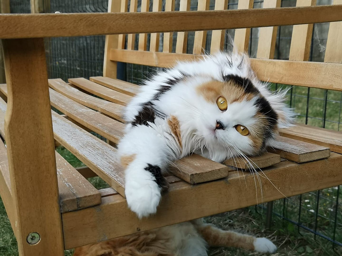 Трёхцветная красавица на лавочке