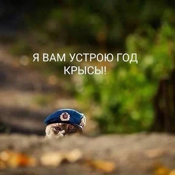 2020 котик десантник