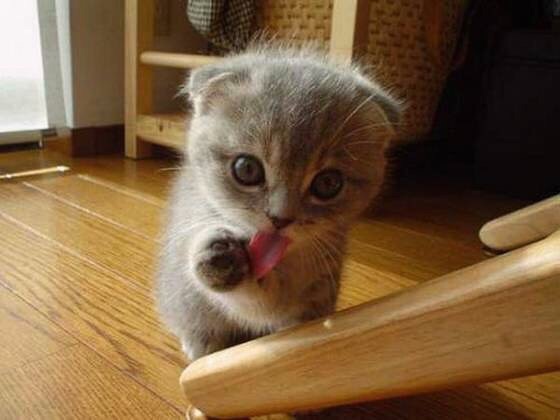 Котёнок облизывает лапку