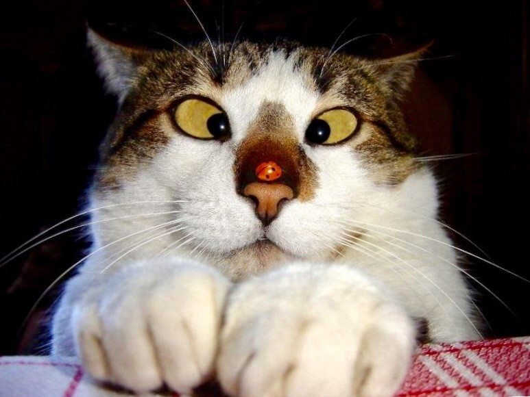 Кошечка с божьей коровкой на носу