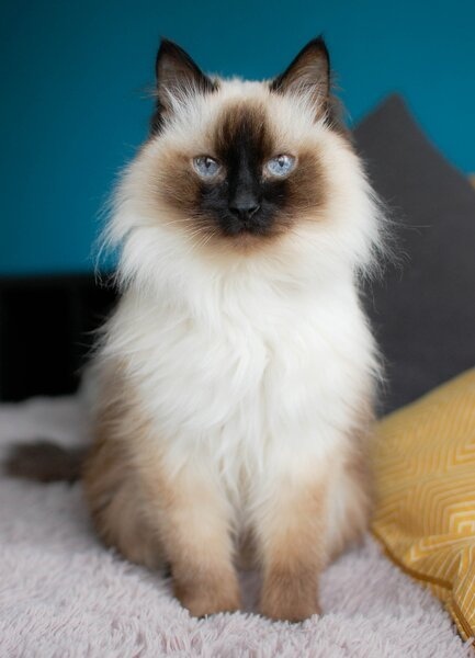 Голубоглазый пушистик