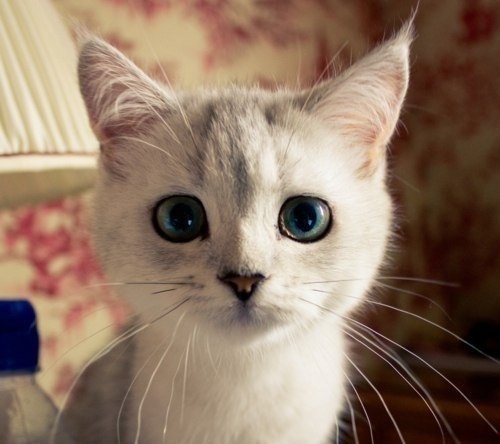 Сероглазая кисуля