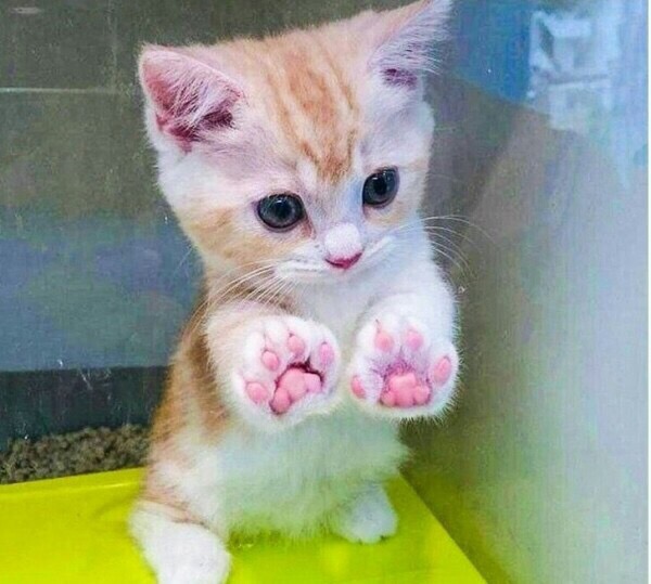 Котёнок в кабинке