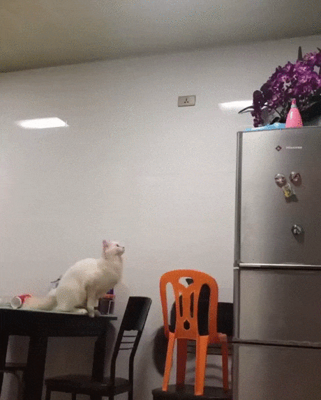 Котозабава и гладкий стол