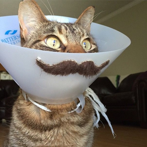 Котик с усами