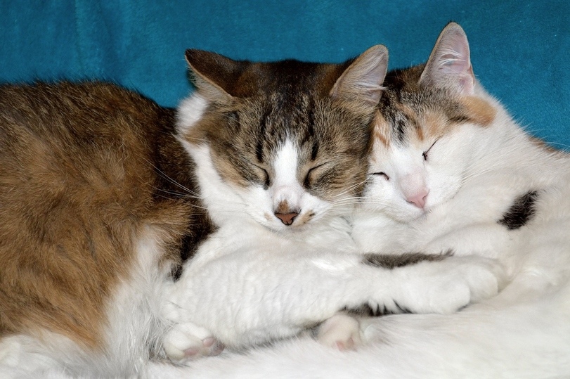 Спящая парочка