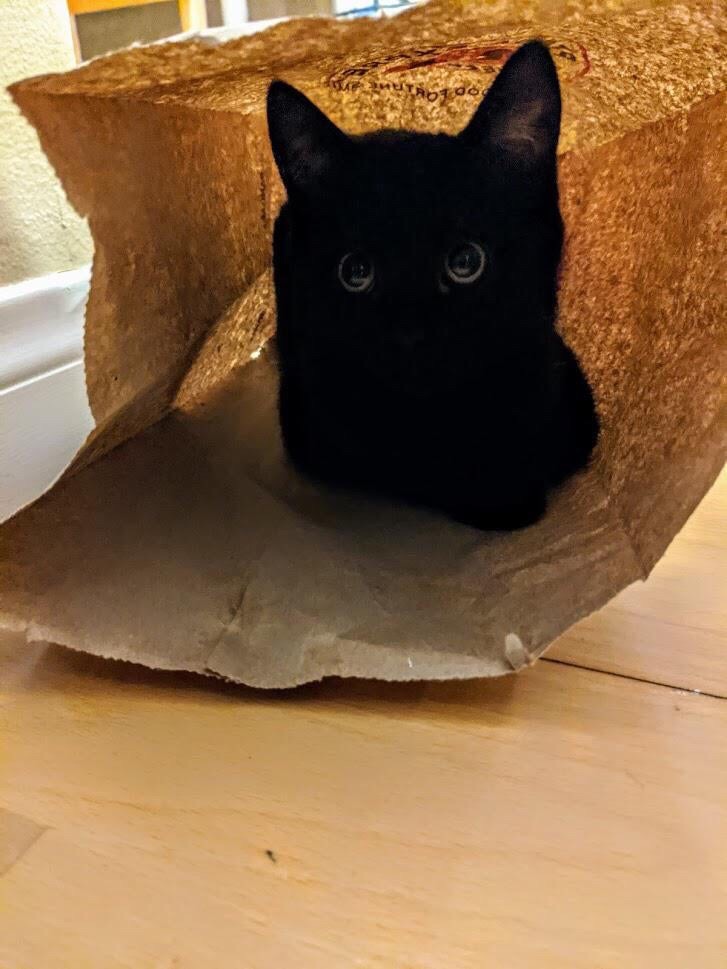 Красавчик в пакете