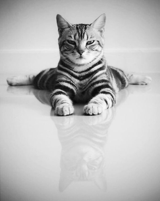 Полосатый гимнаст