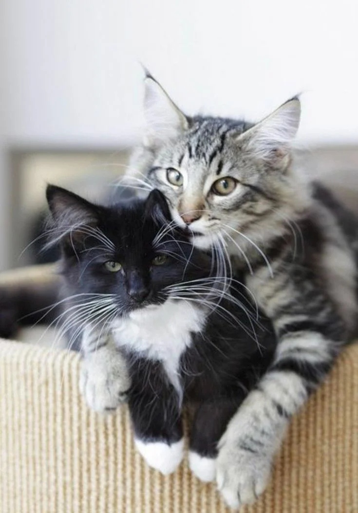 Два брата на диване