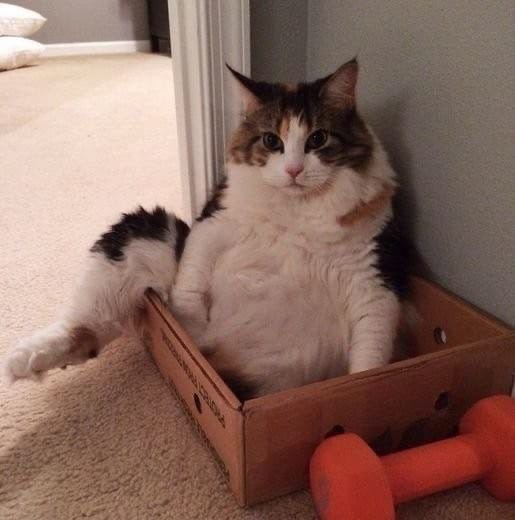 Котик отдыхает в коробке