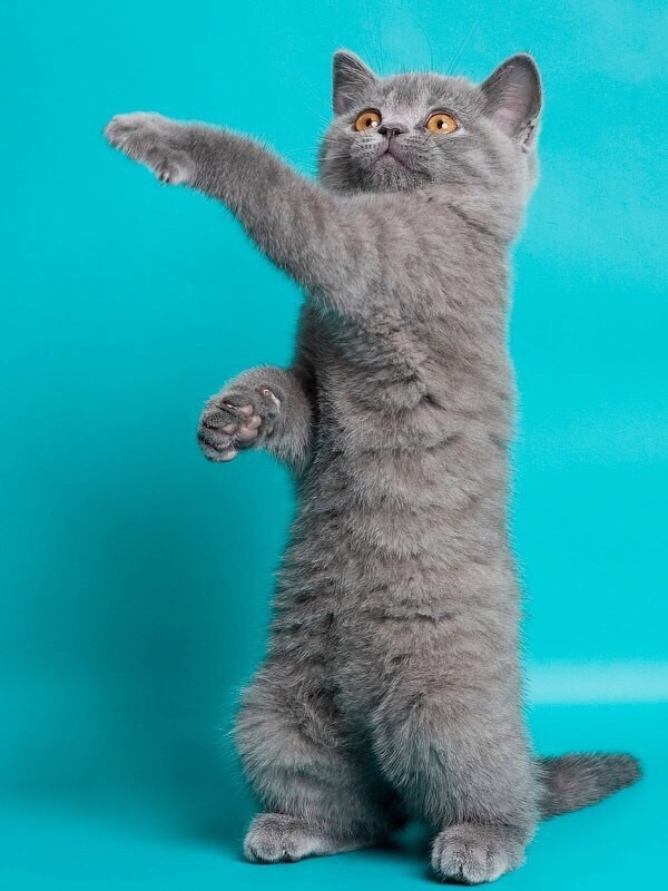 Котёнок регулировщик