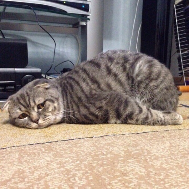 Котик слушает музыку