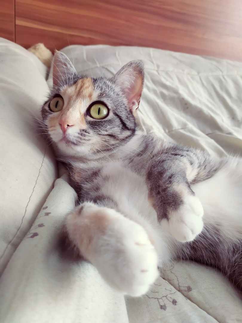 Трёхцветная кисуля лежит