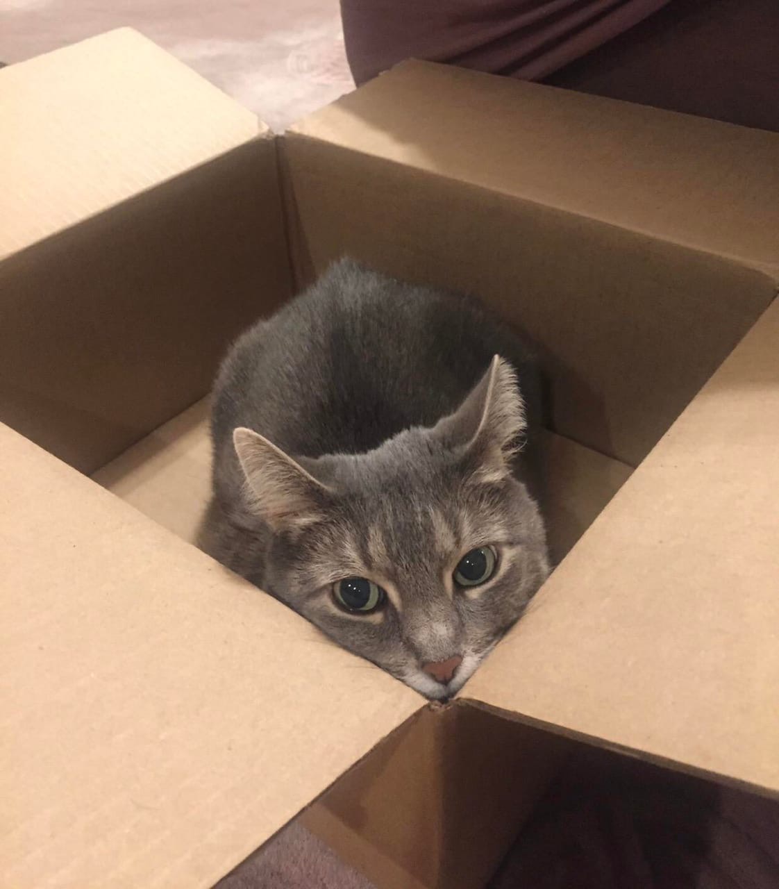 Котик в засаде