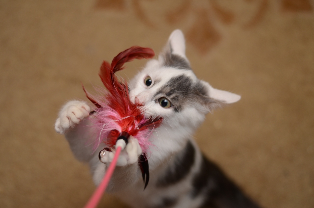 Котёнок с игрушкой