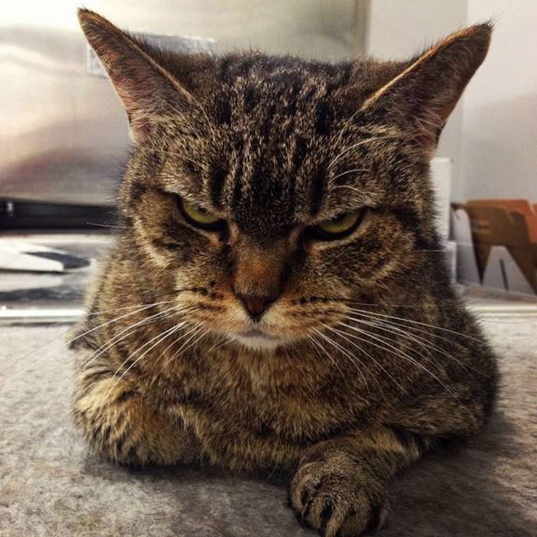 Нахмуренный кот