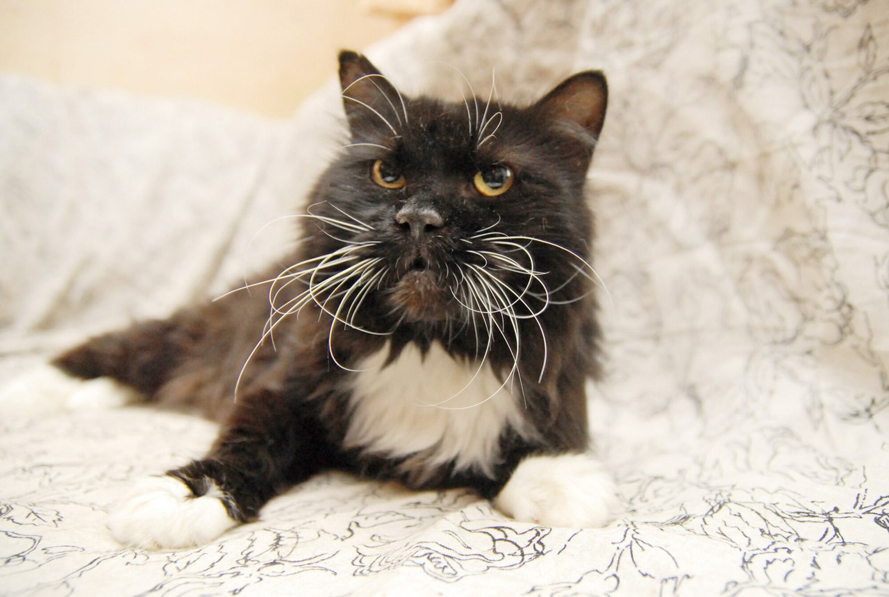 Чёрнобелый котяра