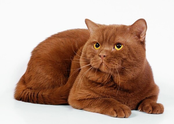 Рыжеглазый важнец