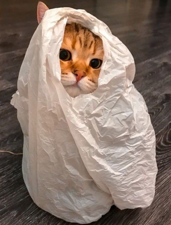 Котик выглядывает из пакета