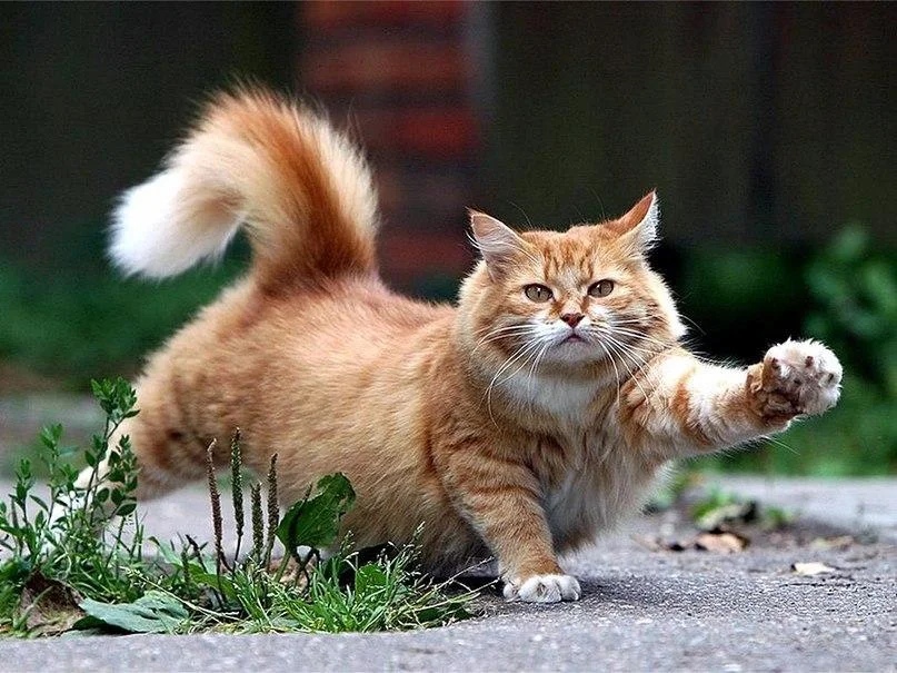 Рыжик потягивается