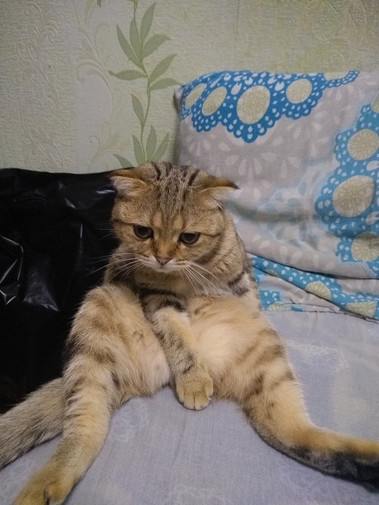 Кошечка сидит