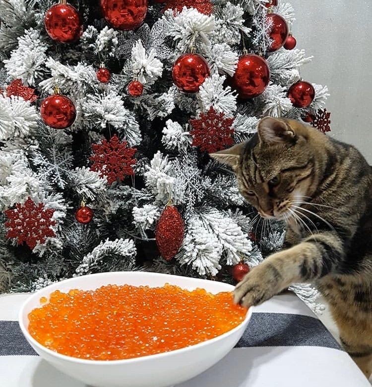 Котик пробует икру