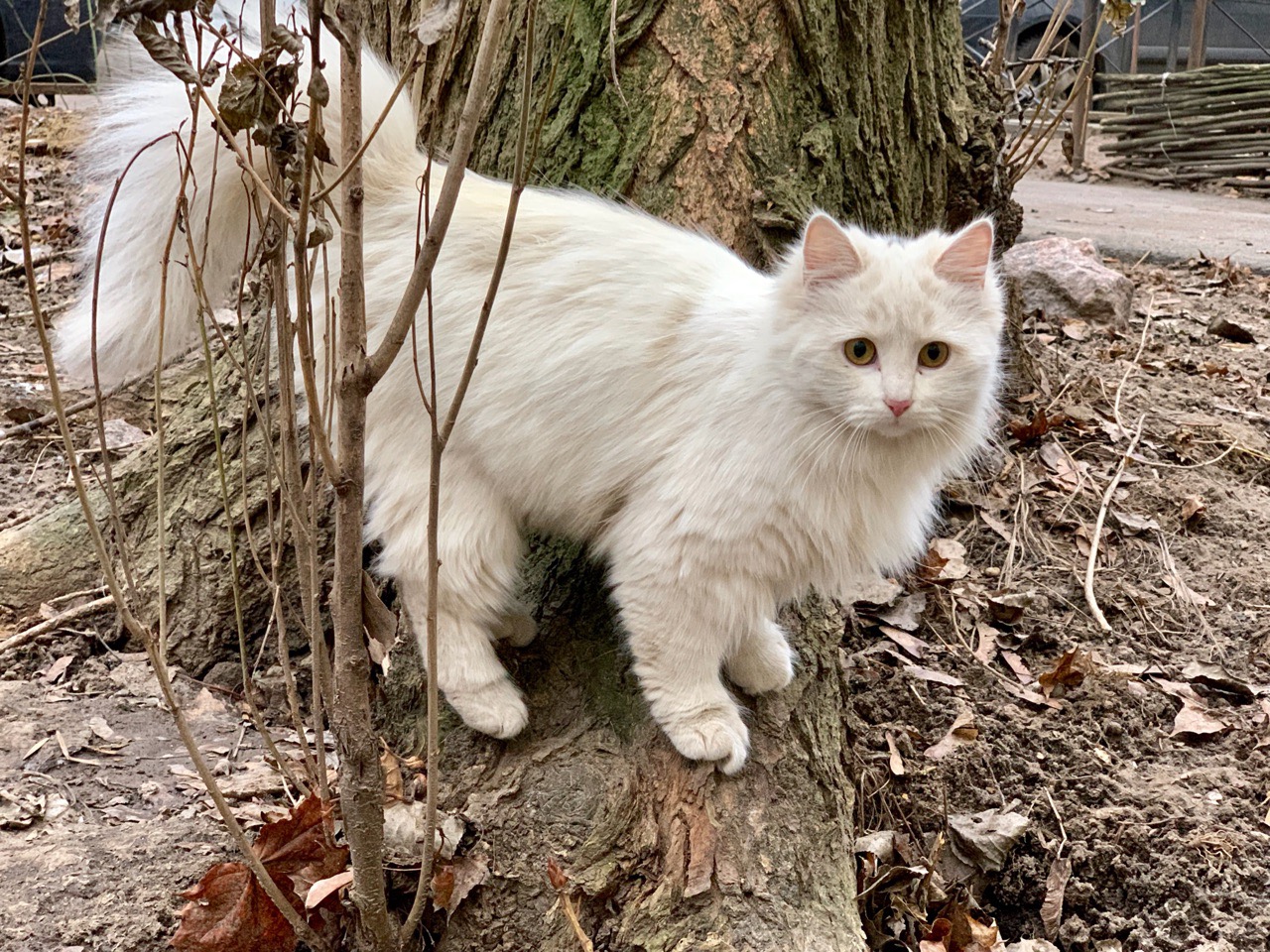 Белая кошечка на прогулке