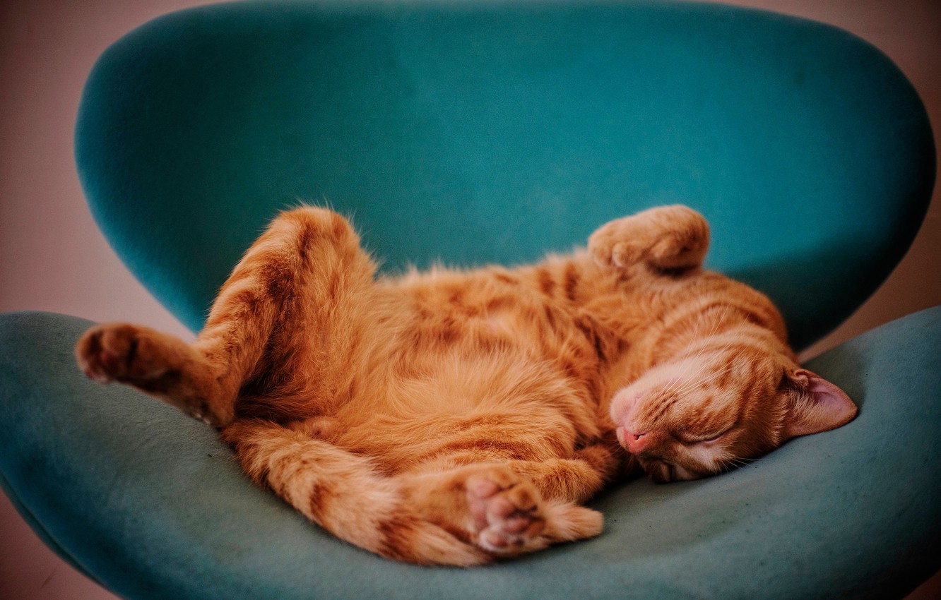 Котик в кресле развалился