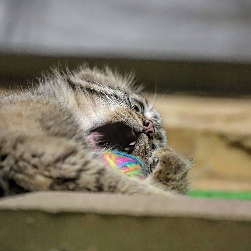 Котёнок с клубочком