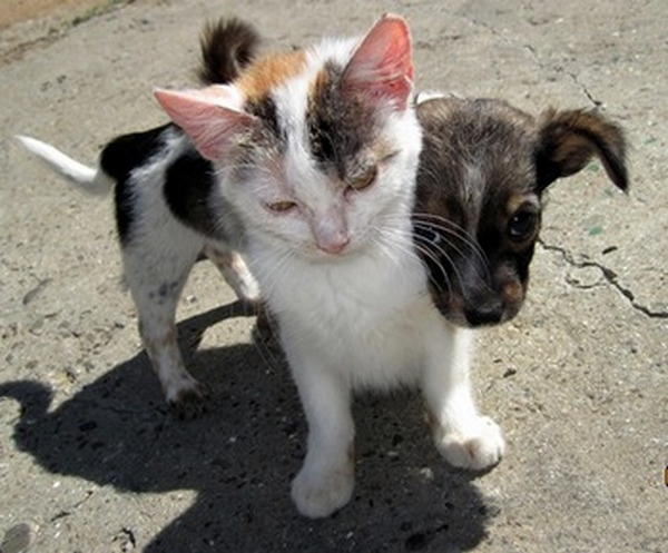 Дворовые друзья