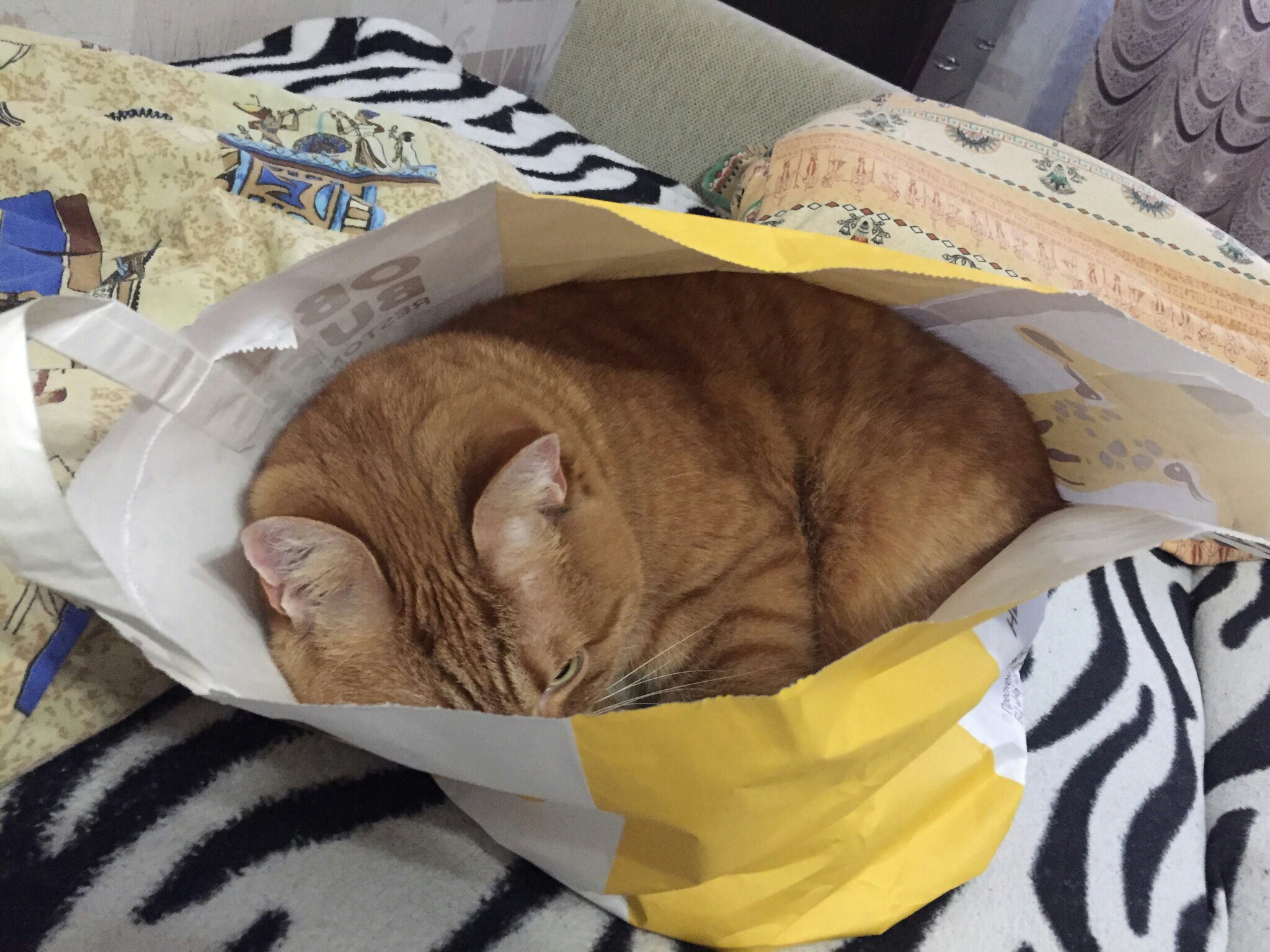 Рыжик в пакете