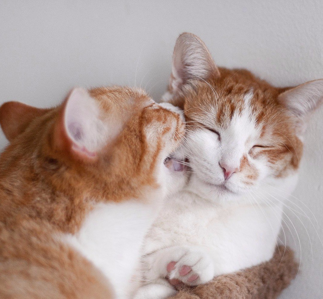 Котик кусает киску