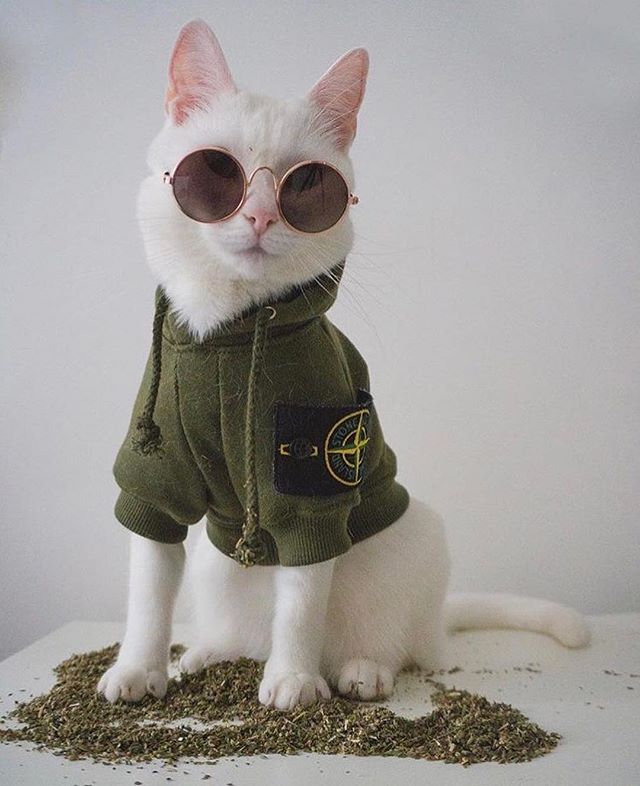 Кошечка модель