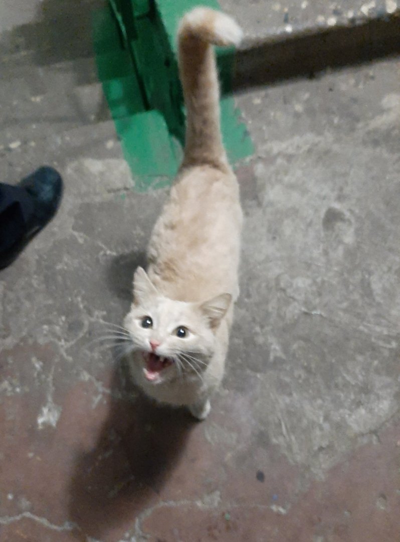 Кошечка потеряла хозяев