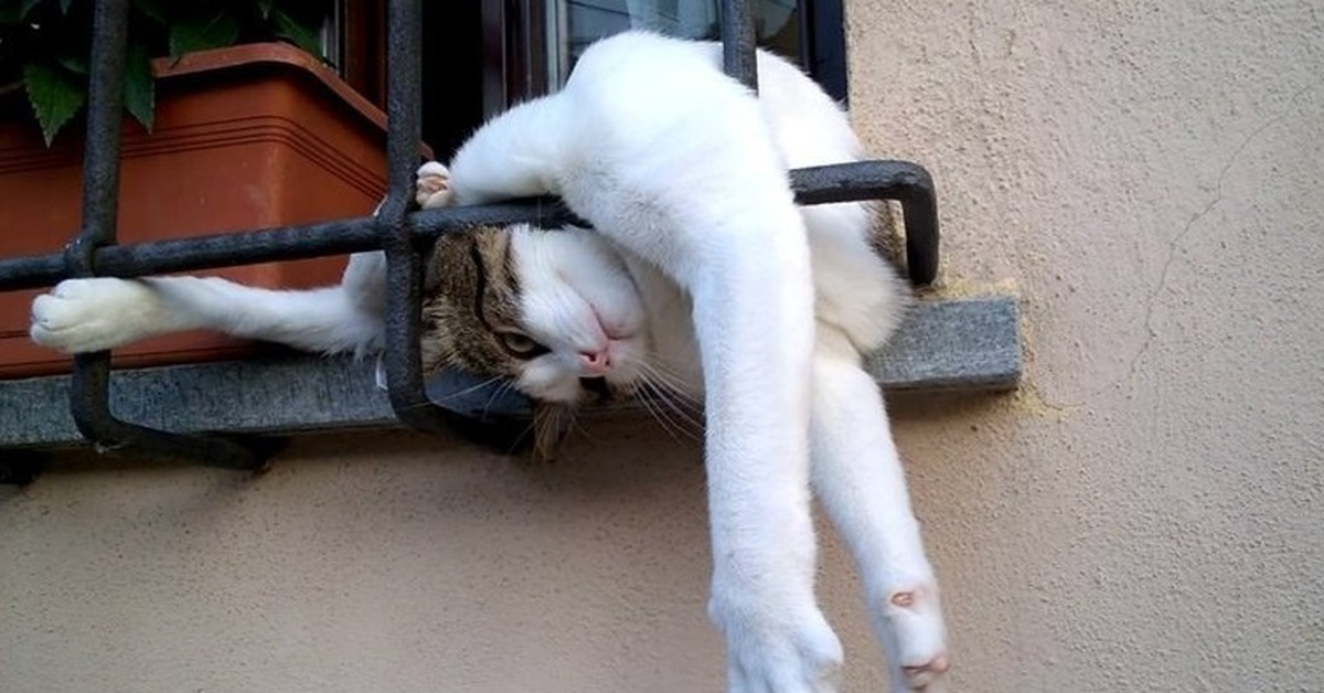 Котик на оконной решётке