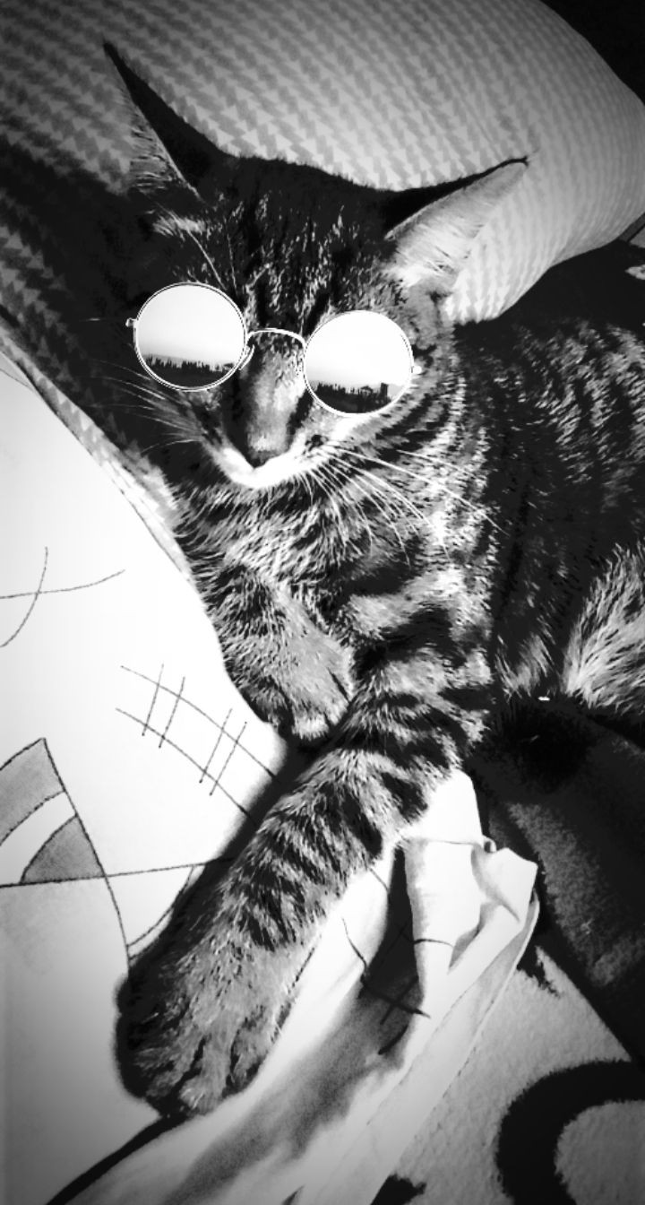 Полосатая кошечка в очках