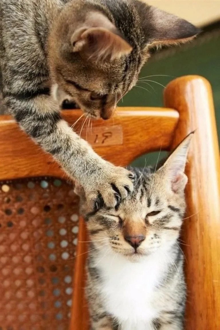 Котятки задиры