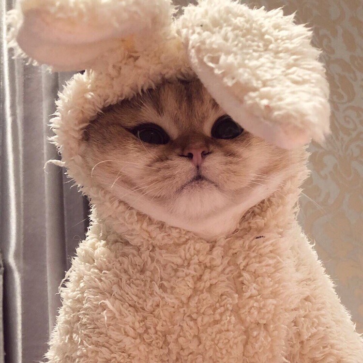 Рыженький зайка